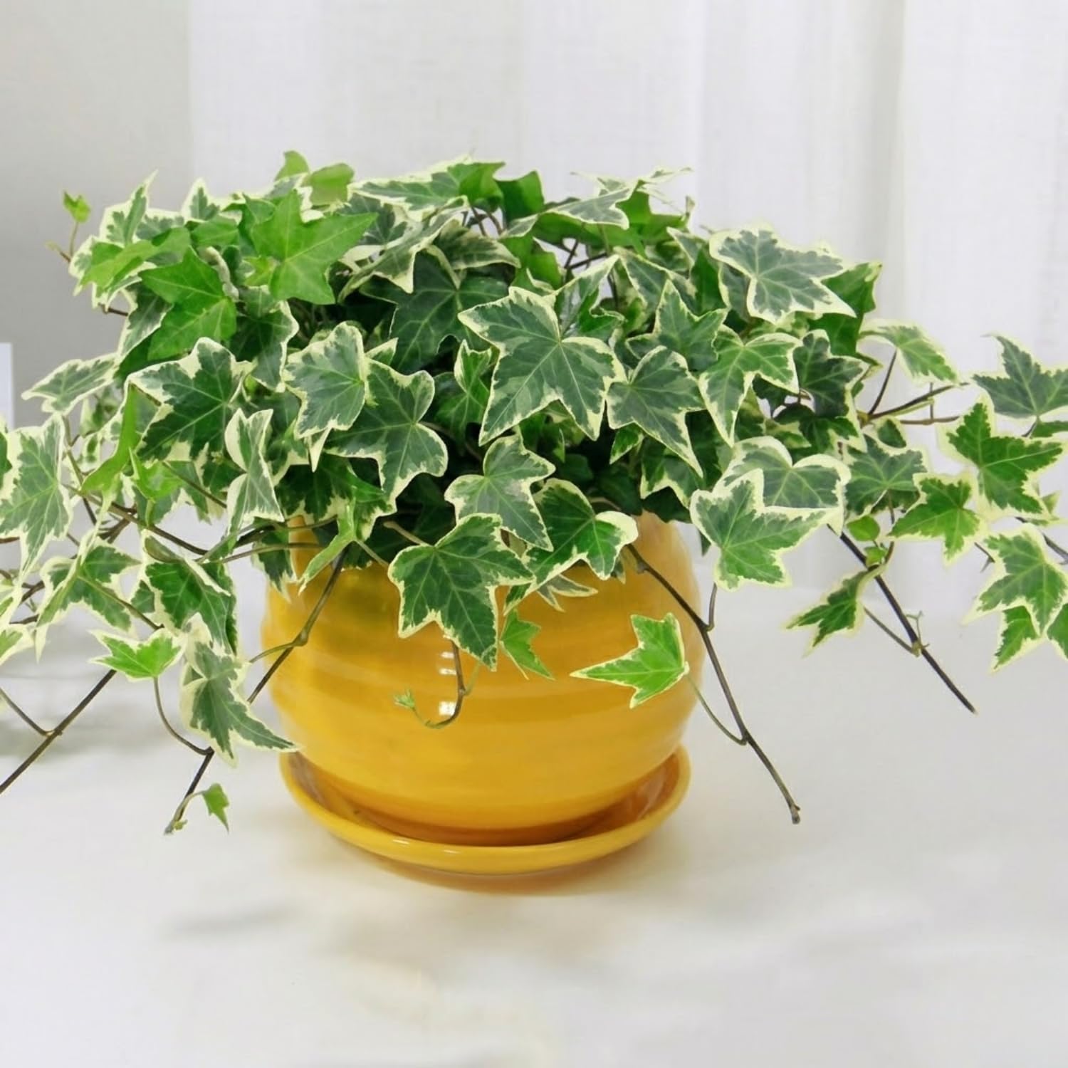 Trailing English Ivy Live Plant, Hardy Ivy Plants in 4" Pot, Climbing Plants Outdoor Garden, Easy Care House Plant (Variegated White Green)