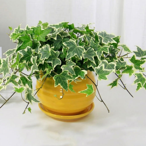 Trailing English Ivy Live Plant, Hardy Ivy Plants in 4" Pot, Climbing Plants Outdoor Garden, Easy Care House Plant (Variegated White Green)