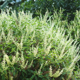 Set 6 Holy Basil Plant,Tusil Basil, Live Herb Plant, 3 to 5 Inch for Growing