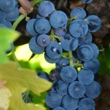 Grape Vine Plant Live for Planting Outdoor, Cold Hardy Grape Plant Live 1-2 Years Old, Well-Rooted Fruit Vine for Garden or Trellis (Blue Grape)