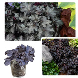 Heuchera Live Plant, Heuchera Coral Bells Live Plant, Purple-Black Heuchera Houseplant, 5-8 Inc Tall, Change Color Leaf Heuchera