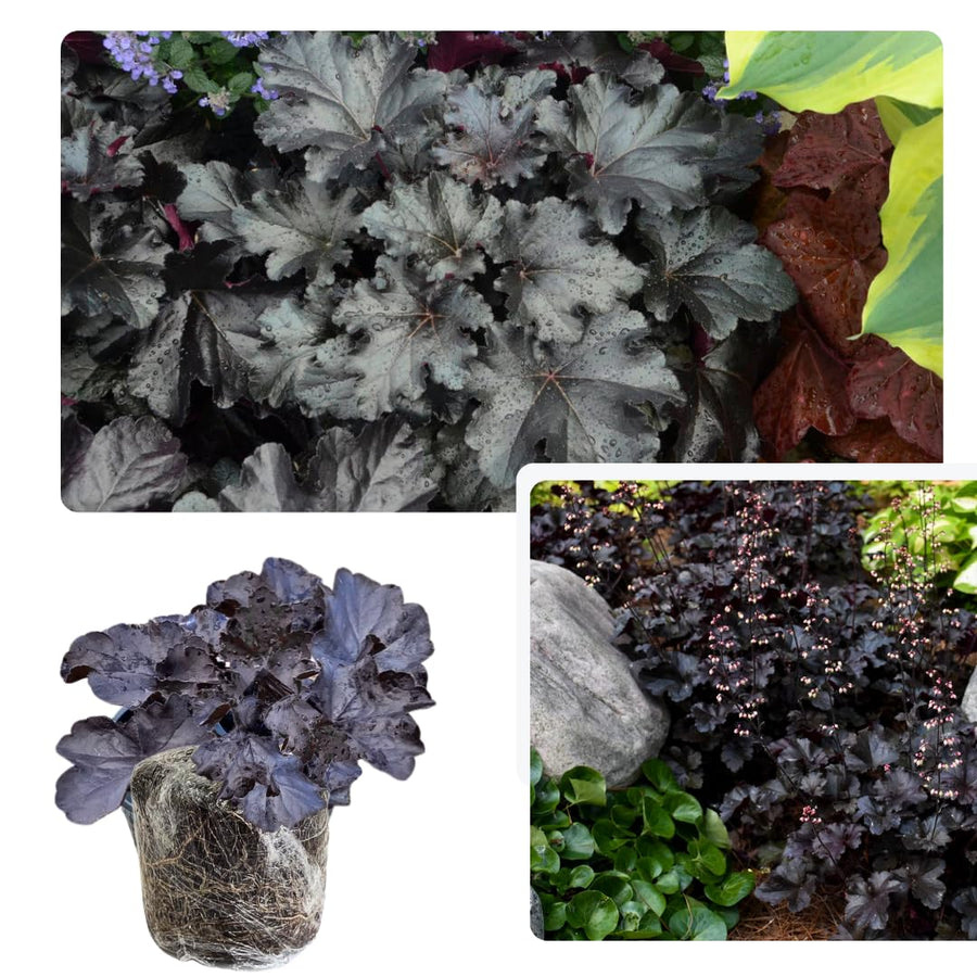 Heuchera Live Plant, Heuchera Coral Bells Live Plant, Purple-Black Heuchera Houseplant, 5-8 Inc Tall, Change Color Leaf Heuchera