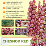 4 Large Red Garlic Bulbs for Planting, Garlic for Planting, High-Yield Hardy Garlic for Garden