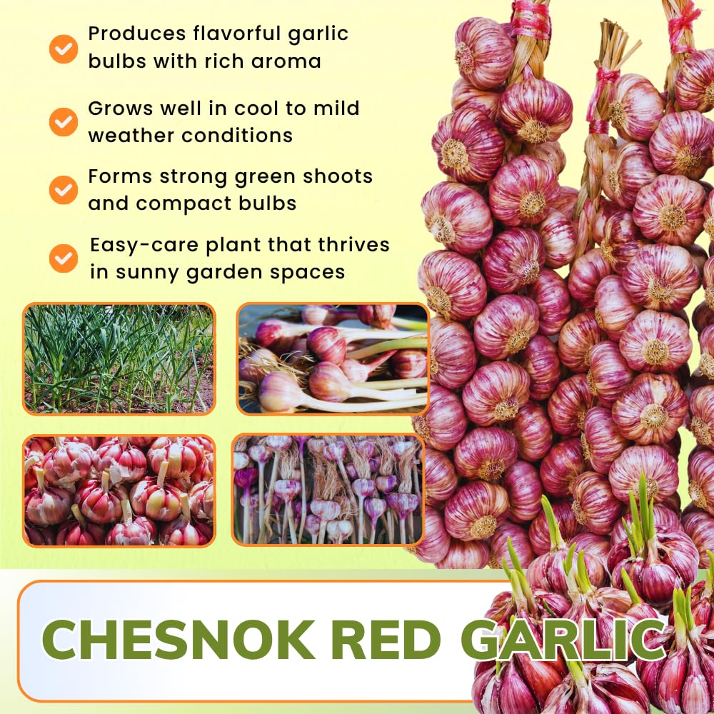 4 Large Red Garlic Bulbs for Planting, Garlic for Planting, High-Yield Hardy Garlic for Garden