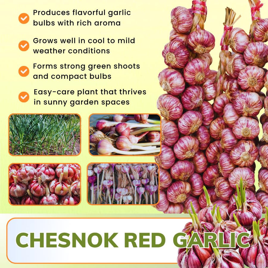 4 Large Red Garlic Bulbs for Planting, Garlic for Planting, High-Yield Hardy Garlic for Garden