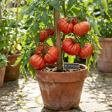 Set 1000 Beefsteak Tomato Seeds, Beefsteak Tomato Plant Live, Large Tomatoes Seeds for Outdoor Gardening