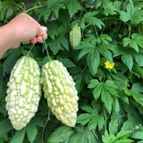 White Bittermelon Plant Live 6-8 Inches Tall in 4" Pot, Live Bittermelon Plants for Growing Outdoor Garden