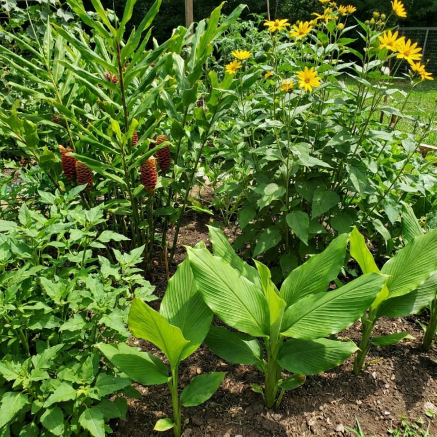 Set 3 Ginger, Jerusalem Artichoke and Turmeric Rhizomes for Garden Planting, Fresh Heirloom Roots for Gardens, Ready to Plant