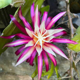 Fishbone Cactus Plant 4-6'' Tall, Easy Care Indoor Cactus in 2'' Pot, Compact Houseplant for Planting