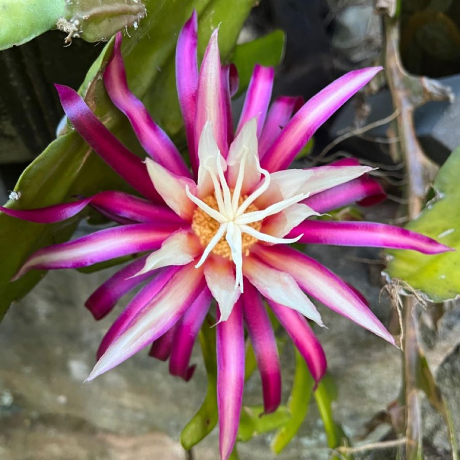 Fishbone Cactus Plant 4-6'' Tall, Easy Care Indoor Cactus in 2'' Pot, Compact Houseplant for Planting