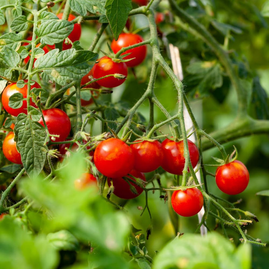 1000 Large Red Cherry Tomato Seeds, Sweet Red Tomatoes, Tomato Seeds for Outdoor Planting