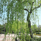 2 Weeping Willow Trees 2–3 Ft Bare Root, Fast Growing Shade Trees for Yard, Garden or Landscape