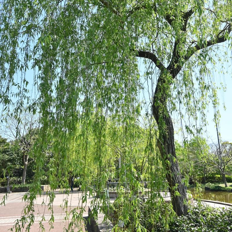 2 Weeping Willow Trees 2–3 Ft Bare Root, Fast Growing Shade Trees for Yard, Garden or Landscape