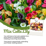 Set of 4 Mixed Calla Lily Bulbs, Calla Lily Bulbs for Planting, Vibrant Blooming Flowers for Garden Beds, Patio Pots, Balcony Planters, and Indoor Growing