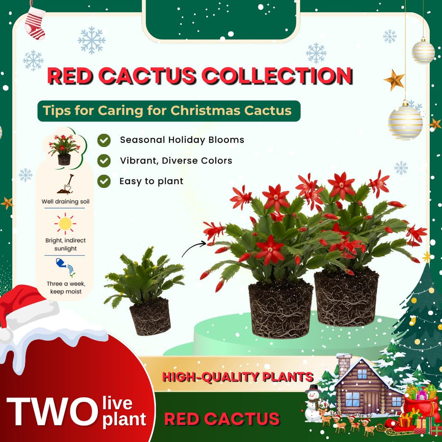 2 Christmas Cactus Plants Live, Holiday Blooming Indoor Plants Live Houseplants, Hanging Baskets Easy Care, Well-Rooted 5-8" Tall, No Pot, Bareroots, Single Stems (Purple Christmas Cactus)