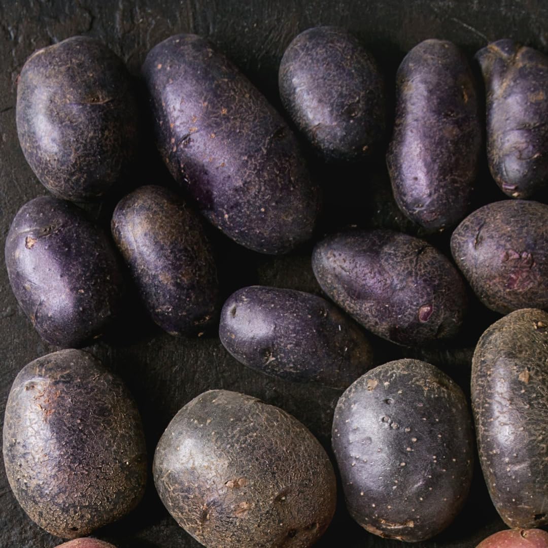 2 Lbs Purple Potato Tubers High Yielding for Outdoor Planting, Vegetables Potatoes Plants Bulbs Seeds, Heirloom Seed Potato Live Tuber
