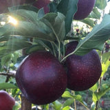 Black Apple Tree Live Plant 12-18 Inch Tall, Bareroot, Sweet Apple Plant Live for Planting, Live Apple Tree Plant, Black Apple Fruit Tree