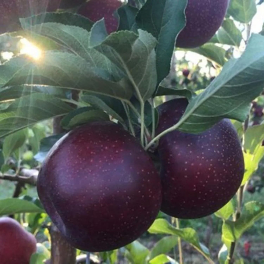 Black Apple Tree Live Plant 12-18 Inch Tall, Bareroot, Sweet Apple Plant Live for Planting, Live Apple Tree Plant, Black Apple Fruit Tree