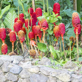 Live Plant Awapuhi Shampoo Ginger, Cold Hardy, 5-9" in Tall Red Ginger Oudoor Planting, Pinecone Zerumbet Zingiber, Ginger Lily Flowers