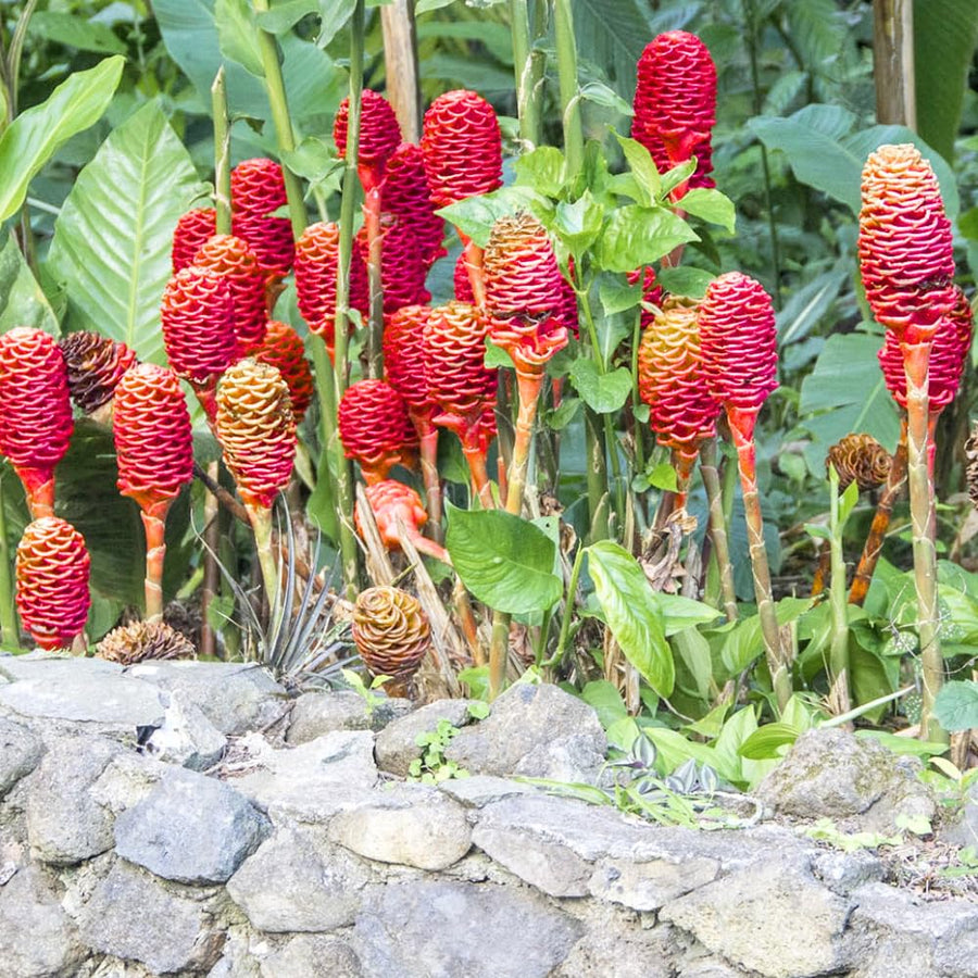 Live Plant Awapuhi Shampoo Ginger, Cold Hardy, 5-9" in Tall Red Ginger Oudoor Planting, Pinecone Zerumbet Zingiber, Ginger Lily Flowers