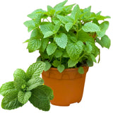 Clump Spearmint Plants Live in Pot, Fragrant Mint Herb for Outdoor Growing, Each Pot 2-3 Plants Fast-Growing