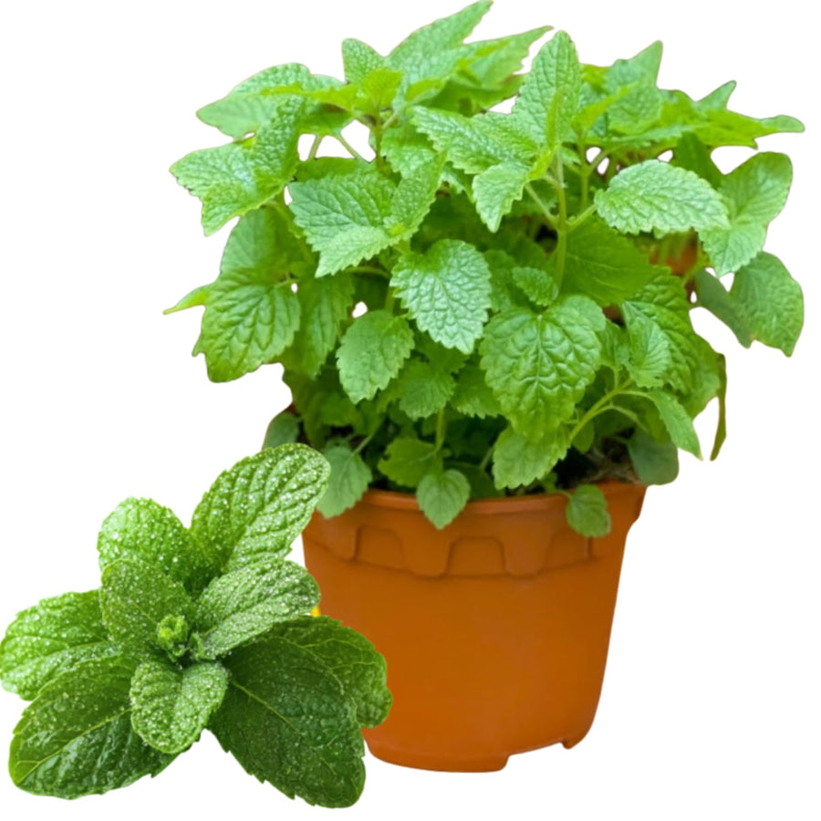 Clump Spearmint Plants Live in Pot, Fragrant Mint Herb for Outdoor Growing, Each Pot 2-3 Plants Fast-Growing