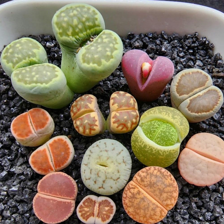20 Multicolor Lithops Plants Live, Mix Lithops Succulents Plants Live, Rare Living Stones Indoor Outdoor Plant, Bare Root Without Pot and Soil