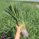 2 Lemon Grass Live Plant, Lemongrass Plants Live Well Rooted, Live Lemongrass Plant for Outside, Herbs for Planting Indoor Outdoor Garden