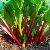 5 Rhubarb Plant Bare Roots for Planting, Large Size Perennial Rhubarb Crown Vegetables Well Rooted, Crisp Red Stalks, High Yielding