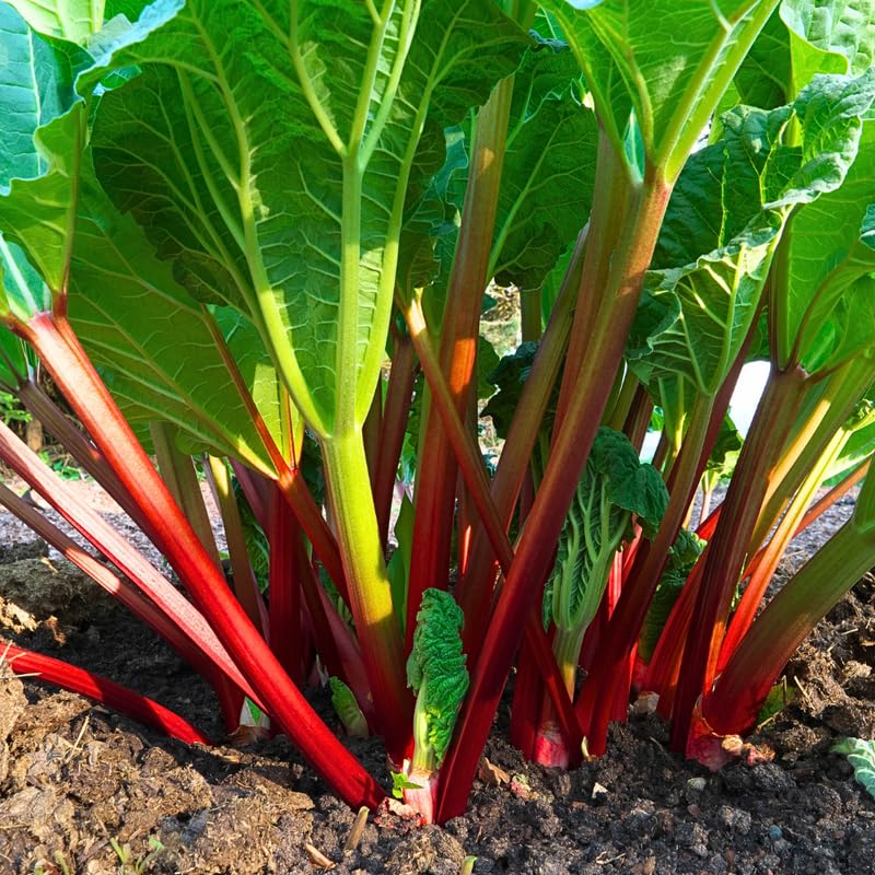 5 Rhubarb Plant Bare Roots for Planting, Large Size Perennial Rhubarb Crown Vegetables Well Rooted, Crisp Red Stalks, High Yielding