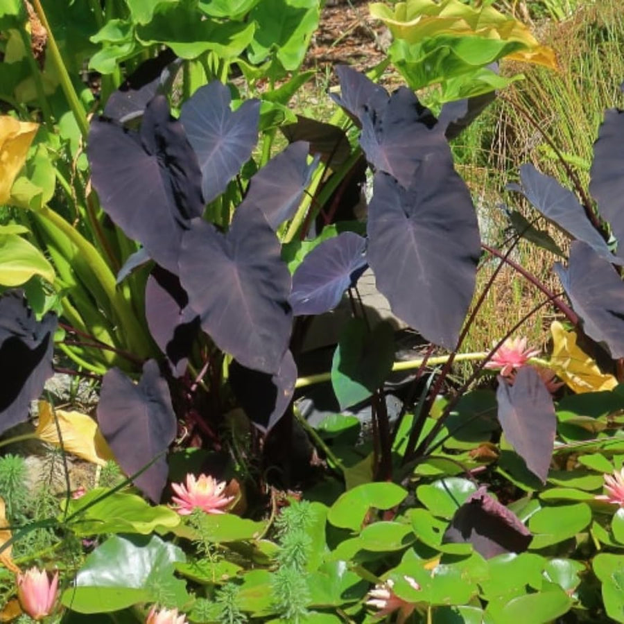 3 Colocasia Plants Live, Elephant Ear Caladium Esculenta Plants, 5 to 8 Inc Tall (Coral Black)