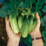Set 2 Marketmore Cucumber Plants Live, Cucumber Live Plants, Vegetable Starter Plants, 4 Inc Long