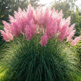 Set 100+ Pink Pampas Grass Seeds for Planting, Pampas Grass, Ornamental Grass for Garden Decor, Landscape
