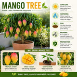 Sweet Mango Tree Live Plant, 22-26'' Tall in Gal Pot, High-Yielding Tropical Fruit Tree for Outdoor Garden Planting