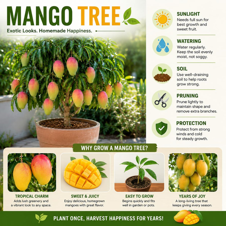 Sweet Mango Tree Live Plant, 22-26'' Tall in Gal Pot, High-Yielding Tropical Fruit Tree for Outdoor Garden Planting
