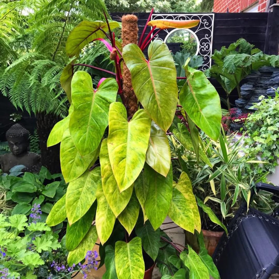 Set of 2 Live Green Yellow Philodendron Plants in 4 Inch Pots, Tropical Indoor Houseplants with Variegated Foliage, Ready to Grow