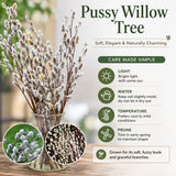 Pussy Willow Plant Live, 2.5 Inch Pot, Spring Blooming Tree for Planting, White Fast Growing Ornamental Shrub, Ready to Grow
