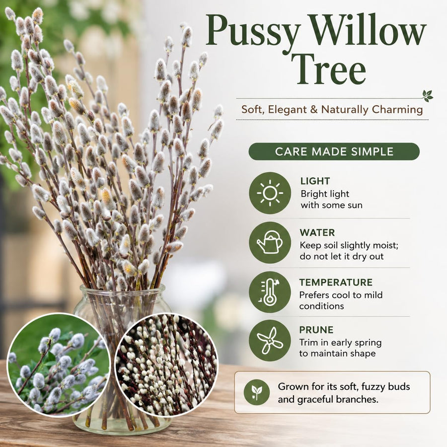 Pussy Willow Plant Live, 2.5 Inch Pot, Spring Blooming Tree for Planting, White Fast Growing Ornamental Shrub, Ready to Grow