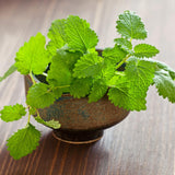 Live Lemon Balm Herb Plant, Fragrant Herb Plant, 6-9 Inches Tall for Growing