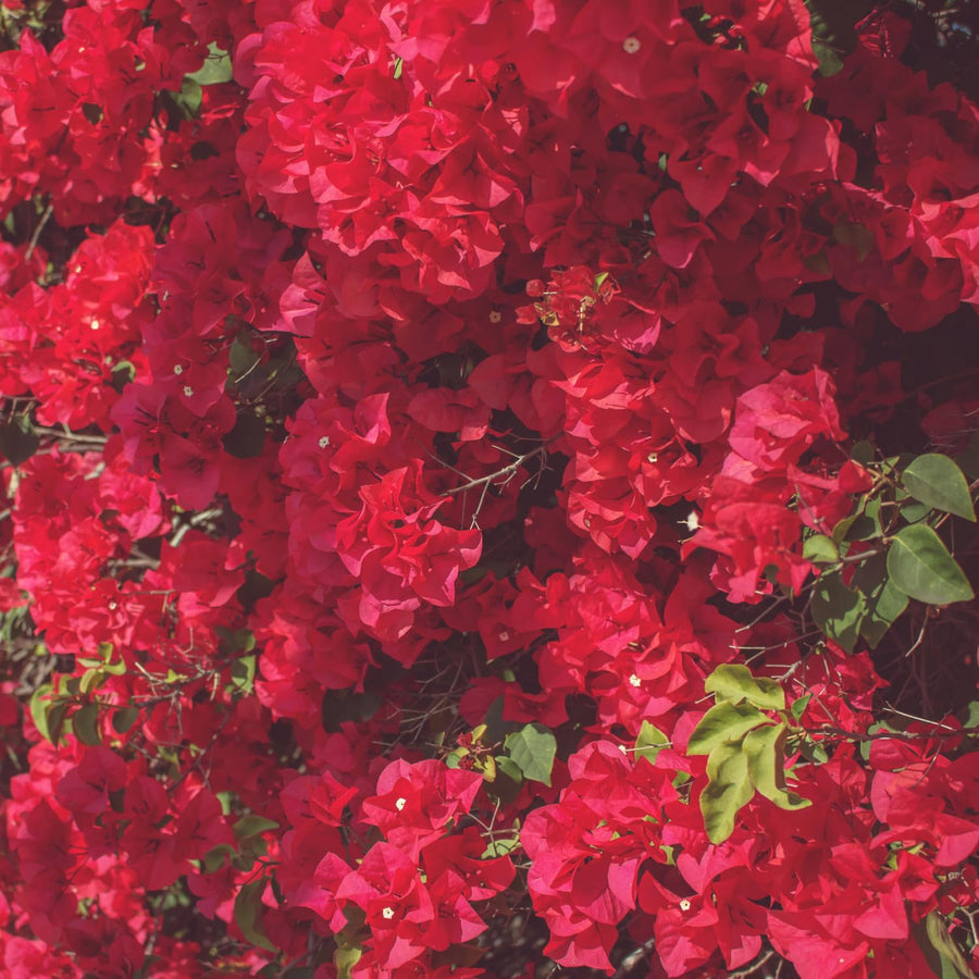 Bougainvillea Plants - Pack 2 Bougainvillea Flowering Plants - Starter from 4 to 6 Inches Tall Bareroot - Growing Outdoor (Red)