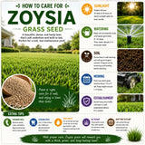 20000 Zoysia Grass Seeds, Emerald Zoysia Grass Seed, Soft Dense Green Lawn, Zoysia Grass Seed for Lawns and Landscapes, Low Maintenance Warm Season