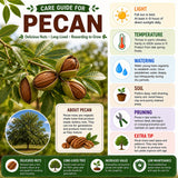 2 Pecan Tree Live Plant, Hardy Pecan Nut, 8-10 Inches Tall, Cold Hardy Nut Tree for Garden