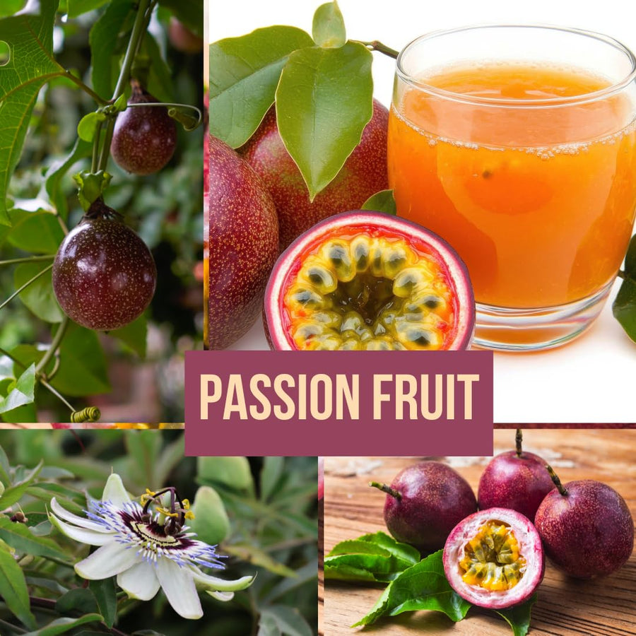 Live Purple Passionfruit Plant, Passion Fruit Vine, 2–3 Feet Tall, Ready for Planting