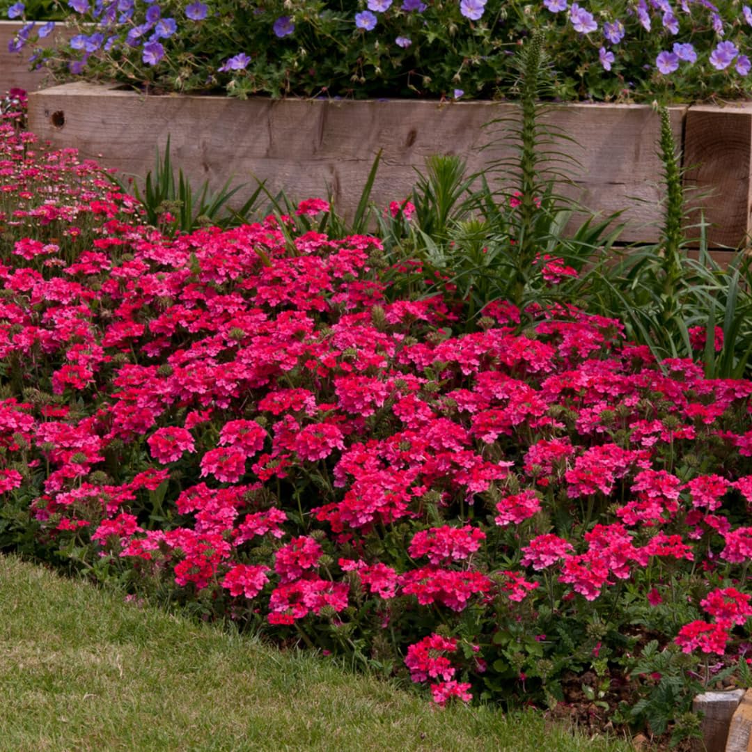 Perennial Pink Verbena Plants Live, Sets 6 Plants Verbena for Planting, No Pot, Size 5-9 Inc Tall, Spring Plants Verbena for Trailing Basket, No Pot