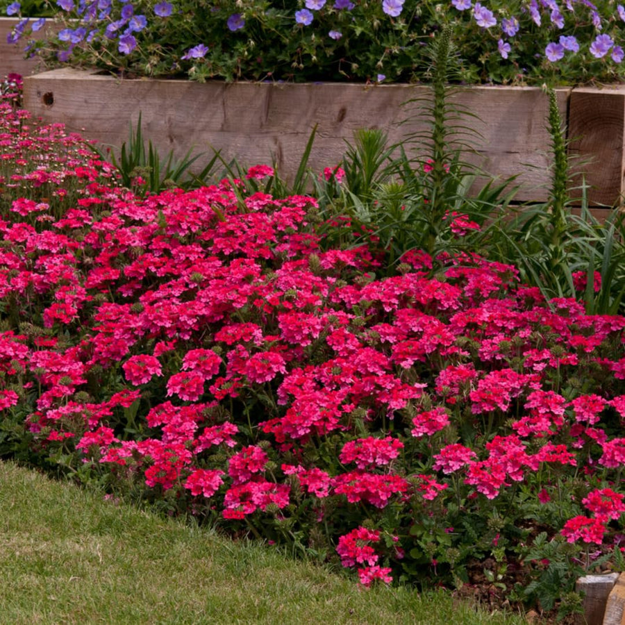 Perennial Pink Verbena Plants Live, Sets 6 Plants Verbena for Planting, No Pot, Size 5-9 Inc Tall, Spring Plants Verbena for Trailing Basket, No Pot
