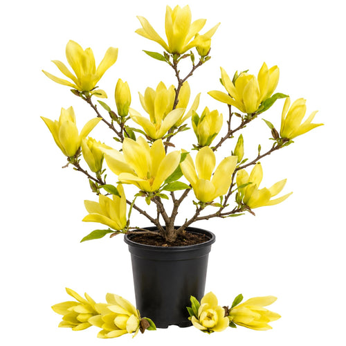 Magnolia Tree Live Plant in 2.5'' Pot, Magnolia Starter Tree, Ornamental Flowering Tree, Outdoor or Container Growing (Yellow Magnolia)