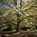 Set of 2 Magnolia Trees Live Plant – Sweetbay Magnolia, 6–12 Inches Tall, Fragrant Magnolia Flowers, Outdoor Planting in Pots, Beautiful Ornamental Trees