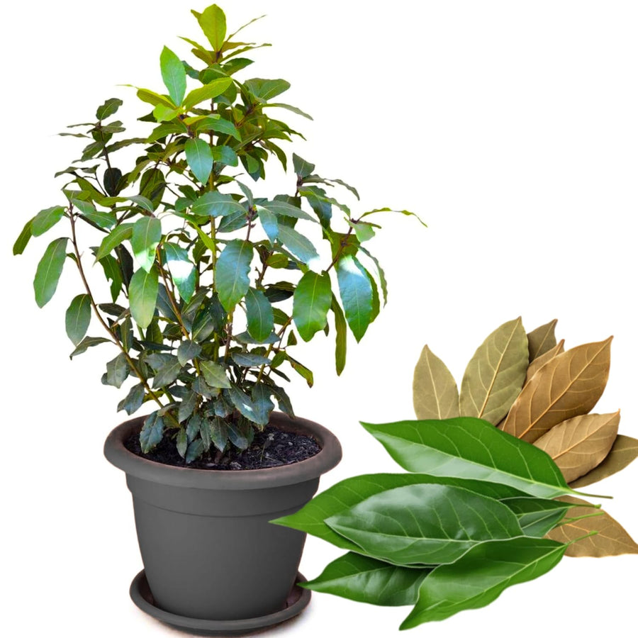Starter Bay Leaf Tree Live Plant, Sweet Bay Live Plant, Laurus Nobilis Plant, 4 to 8 Inc Tall, No Pot