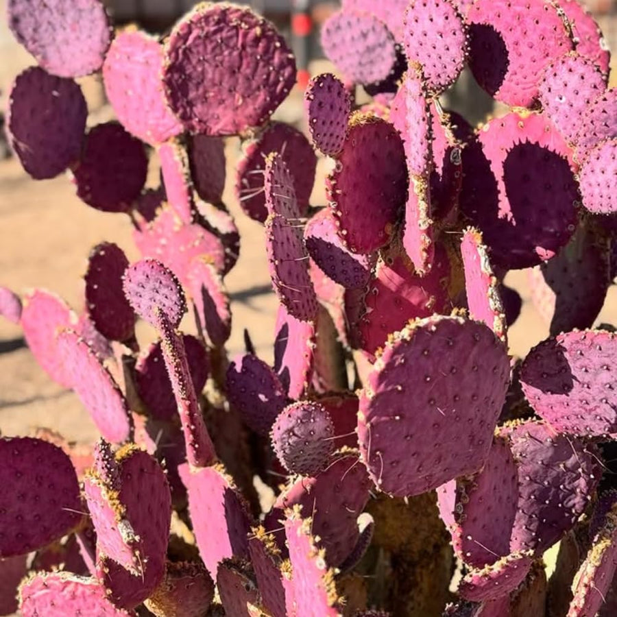 Set 25 Purple Prickly Pear Cactus Seeds, Purple Prickly Pear Seeds, Drought Tolerant Cactus for Planting