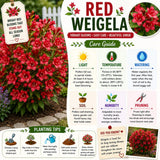 Red Weigela Tree Live Plant in 4 Inch Pot, Weigela Blooming Shrub, Vibrant Flowering Starter Plant 4-7" Tall for Outdoor Gardening